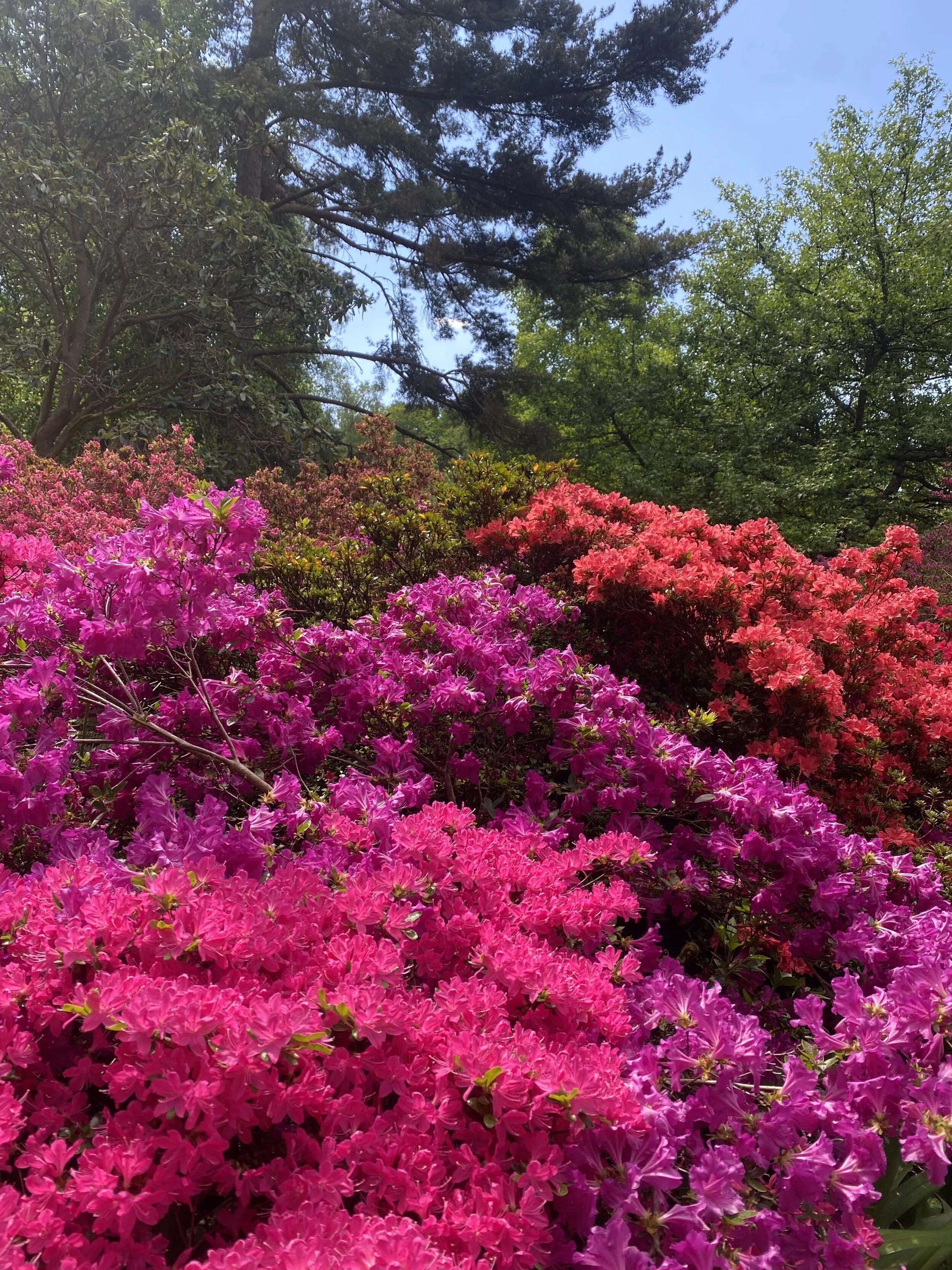 Bright azaleas in bloom
